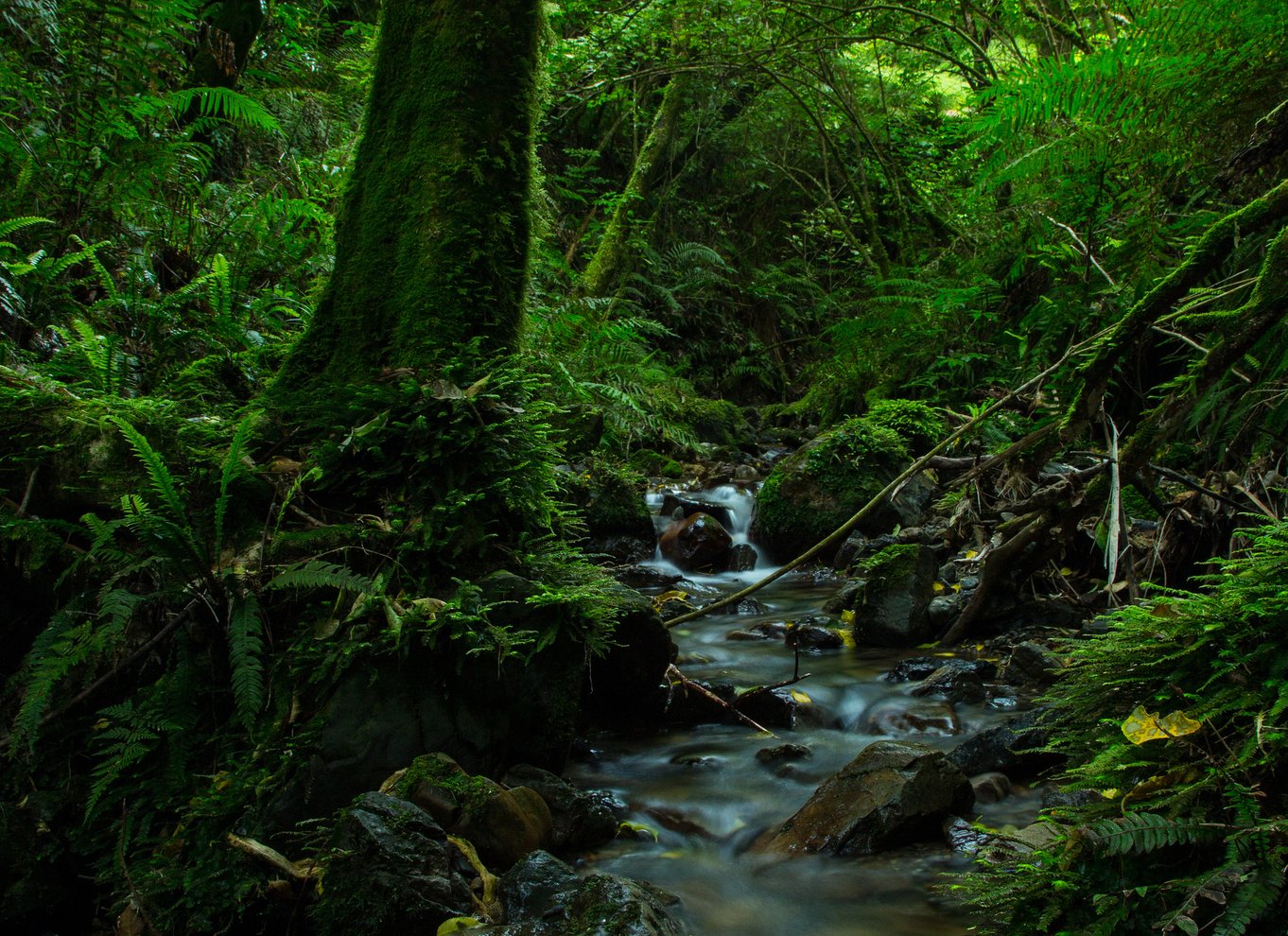 Zealandia på dagstur