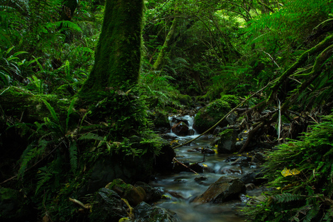 Zealandia: tour serale