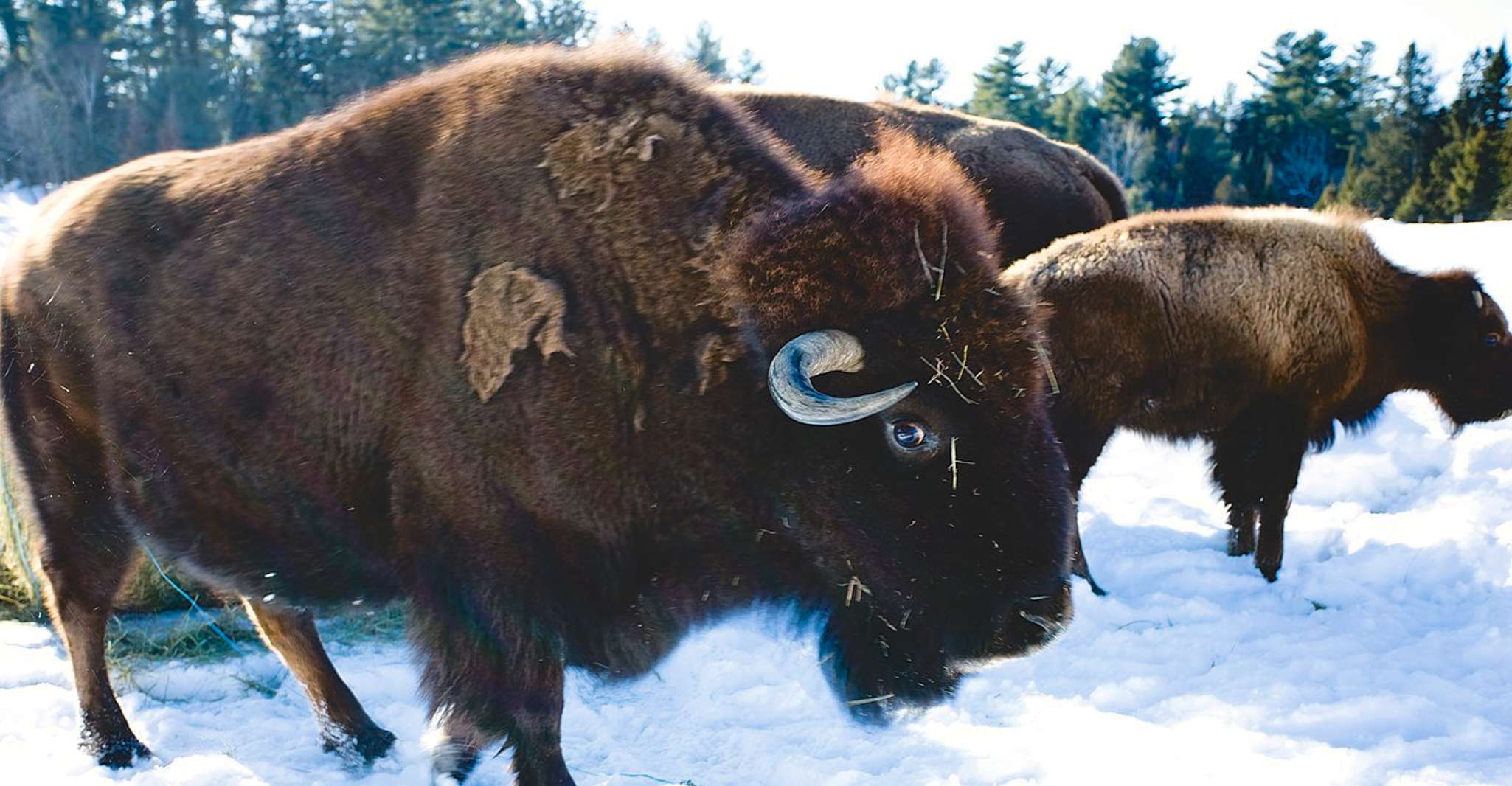 Montréal, visite d'une journée privée au parc Omega & Montebello Lodge - Hizvo