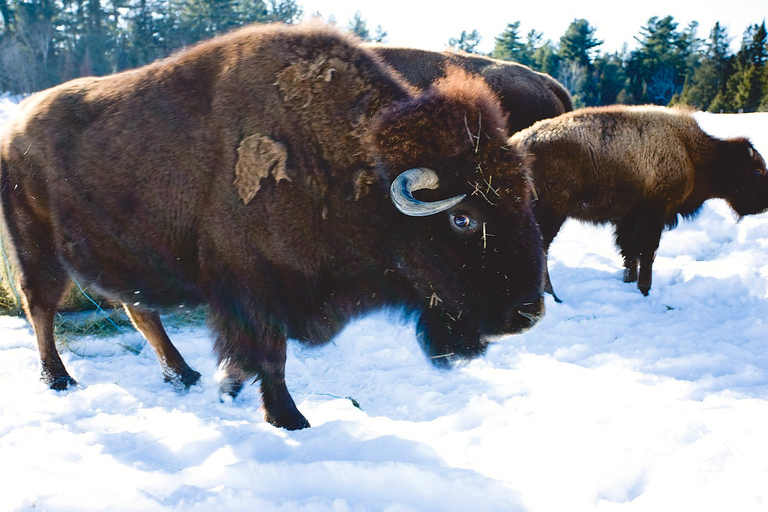 Montreal: Prywatna wycieczka do Parc Omega i Montebello Lodge?