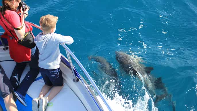 torremolinos dolphin spotting trip to gibraltar