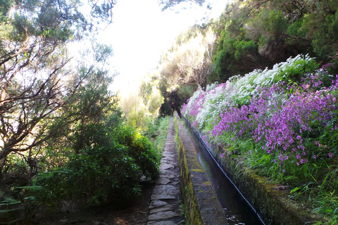 Madeira: Fontane di Rabaçal 25 Passeggiata di Levada e Cabo GirãoRabaçal: passerella e sentiero Levada das 25 Fontes