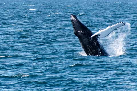 Reykjavík: Scenic Whale Watching Tour