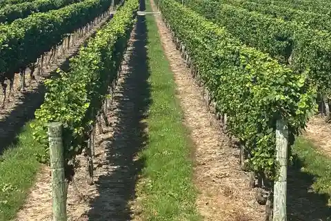 Private Tour: Hidden Gems Wine Tour of Niagara-on-the-Lake