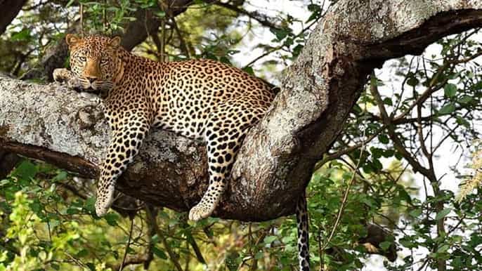 arusha 2day luxury serengeti safari