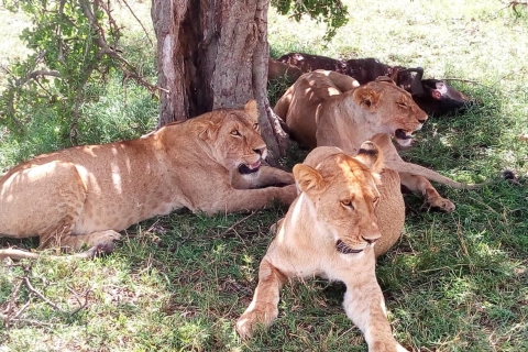 Arusha: 2-tägige Luxus-Safari in der Serengeti