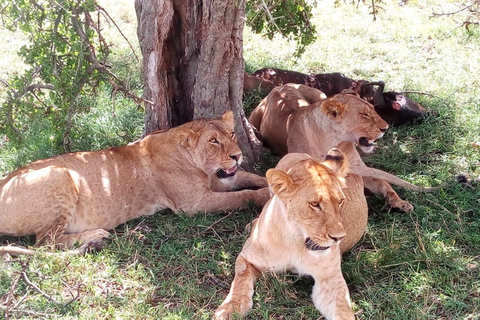 Arusha: Safari de lujo de 2 días por el Serengeti