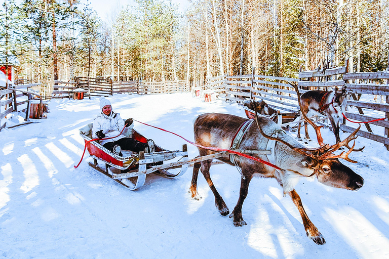 Rovaniemi: Reindeer & Husky Ride with Transfers