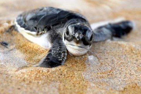 Kosgoda: Skildpaddeklækkeri & kort tur til sydkysten