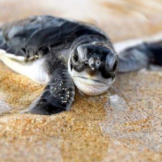 Kosgoda: Turtle Hatchery & Short South Coast Trip