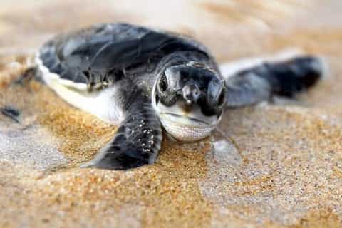 Kosgoda: Turtle Hatchery & Short South Coast Trip