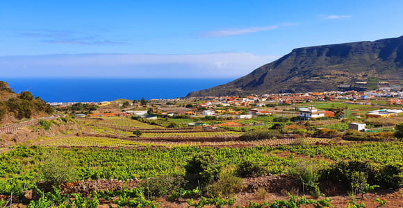 Tenerife Wine: Guided Tour & Tasting with Canarian bites