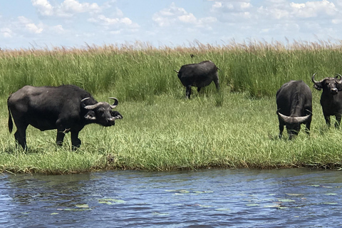 Viagem de 1 dia prolongado ao Chobe