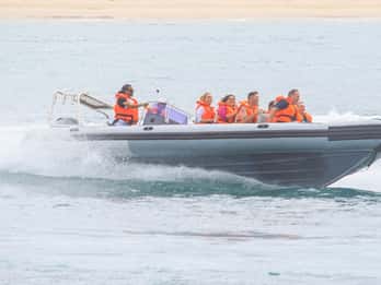 Ab Hout Bay: Seal Island mit Seehunden, geführte Bootstour Ab Hout Bay: Seal Island mit Seehunden, geführte Bootstour