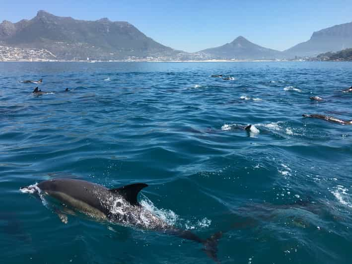 hout bay boat tours