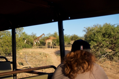 Johannesburgo: Safari Clásico de 3 días por el Parque Nacional KrugerExcursión con recogida y regreso al hotel