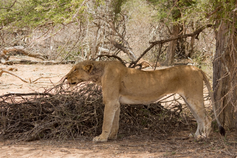 Johannesburg : 3 jours de safari classique dans le parc national KrugerVisite avec prise en charge et retour à l'hôtel