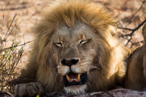Johannesburgo: Safari Clásico de 3 días por el Parque Nacional KrugerExcursión con recogida y regreso al aeropuerto