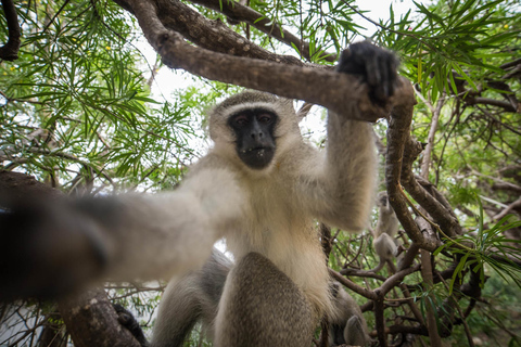 Johannesburg: 4-daagse klassieke Kruger National Park SafariStandaard Optie