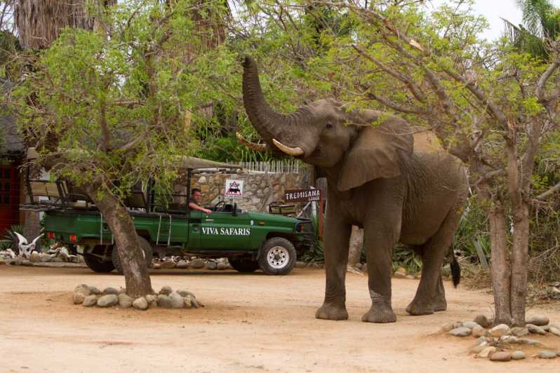 Calzoncillos Elefante Africano En El Parque Nacional Kruger