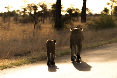 Johannesburg: 4-Tages-Safari im Kruger-NationalparkAbholung am Flughafen