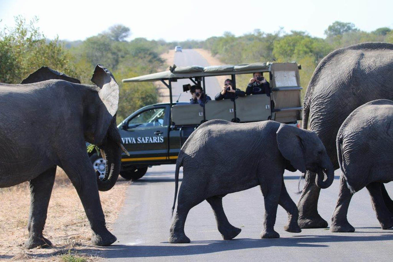 Johannesburg: 4-Tages-Safari im Kruger-NationalparkAbholung am Flughafen