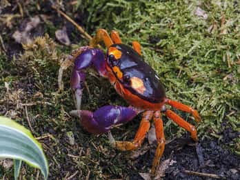 Livourne : billet d'entrée à l'aquarium