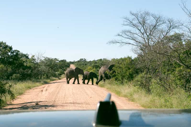 From Johannesburg Kruger National Park 4Day Luxury Safari GetYourGuide