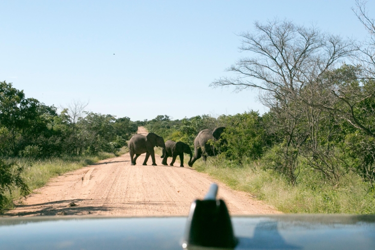 Z Johannesburga: 4-dniowe luksusowe safari w Parku Narodowym KrugeraTransfer z sali operacyjnej Lotnisko Tambo