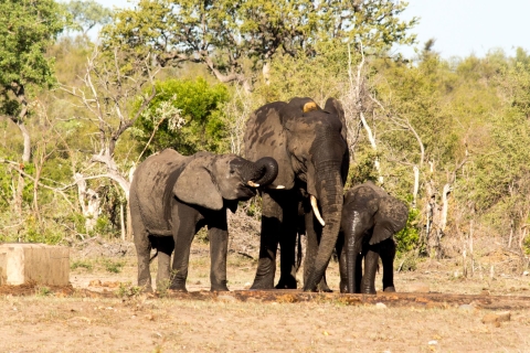 Van Johannesburg: Kruger National Park 4-daagse luxe safariTransfer van Johannesburg