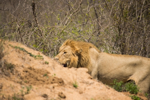 Desde Johannesburgo Safari de lujo de 4 días al Parque Nacional KrugerTraslado desde Johannesburgo