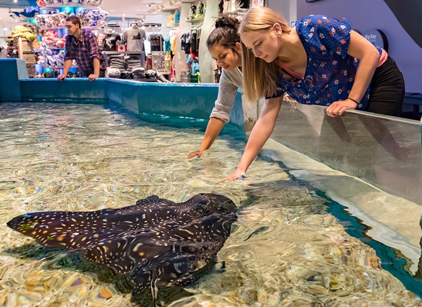 Ripley's Aquarium: Adgang til hajer efter mørkets frembrud (efter kl. 17)