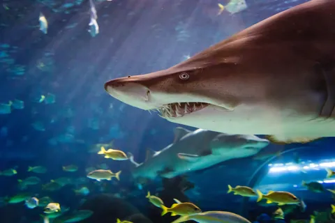 Ripley's Aquarium: Rekiny po zmroku (po 17:00)