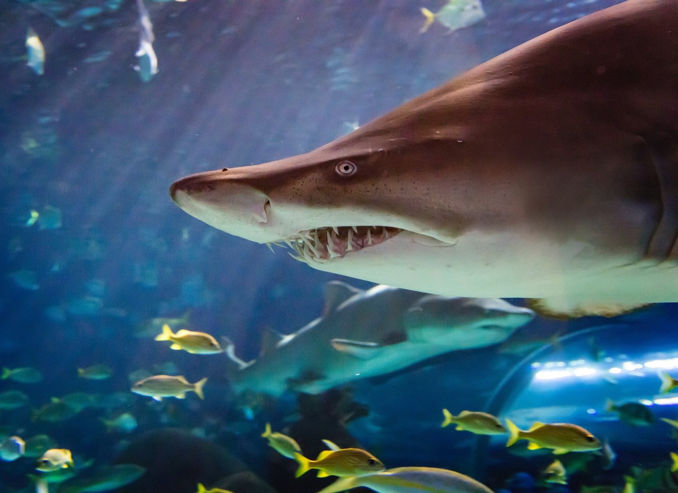 Ripley's Aquarium: Adgang til hajer efter mørkets frembrud (efter kl. 17)