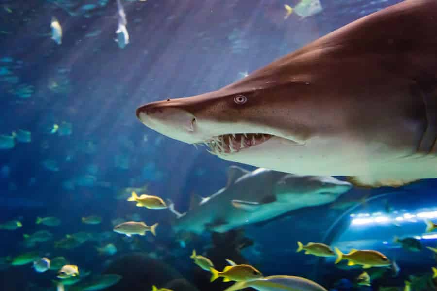 Ripley's Aquarium: Haie nach Einbruch der Dunkelheit (nach 17 Uhr). Foto: GetYourGuide