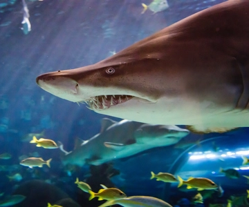 Ripley's Aquarium: Sharks After Dark Entry (After 5PM)