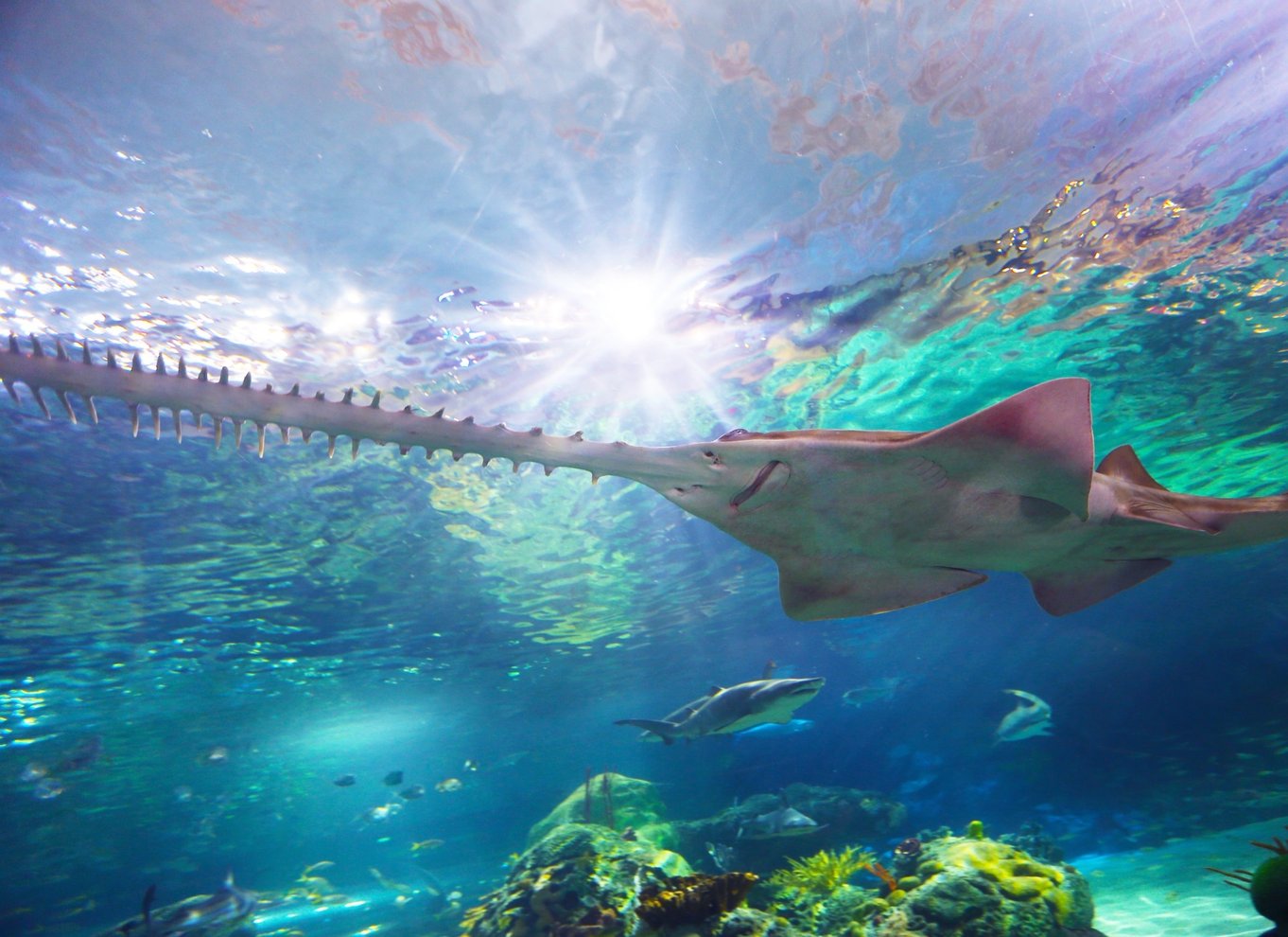 Ripley's Aquarium: Adgang til hajer efter mørkets frembrud (efter kl. 17)