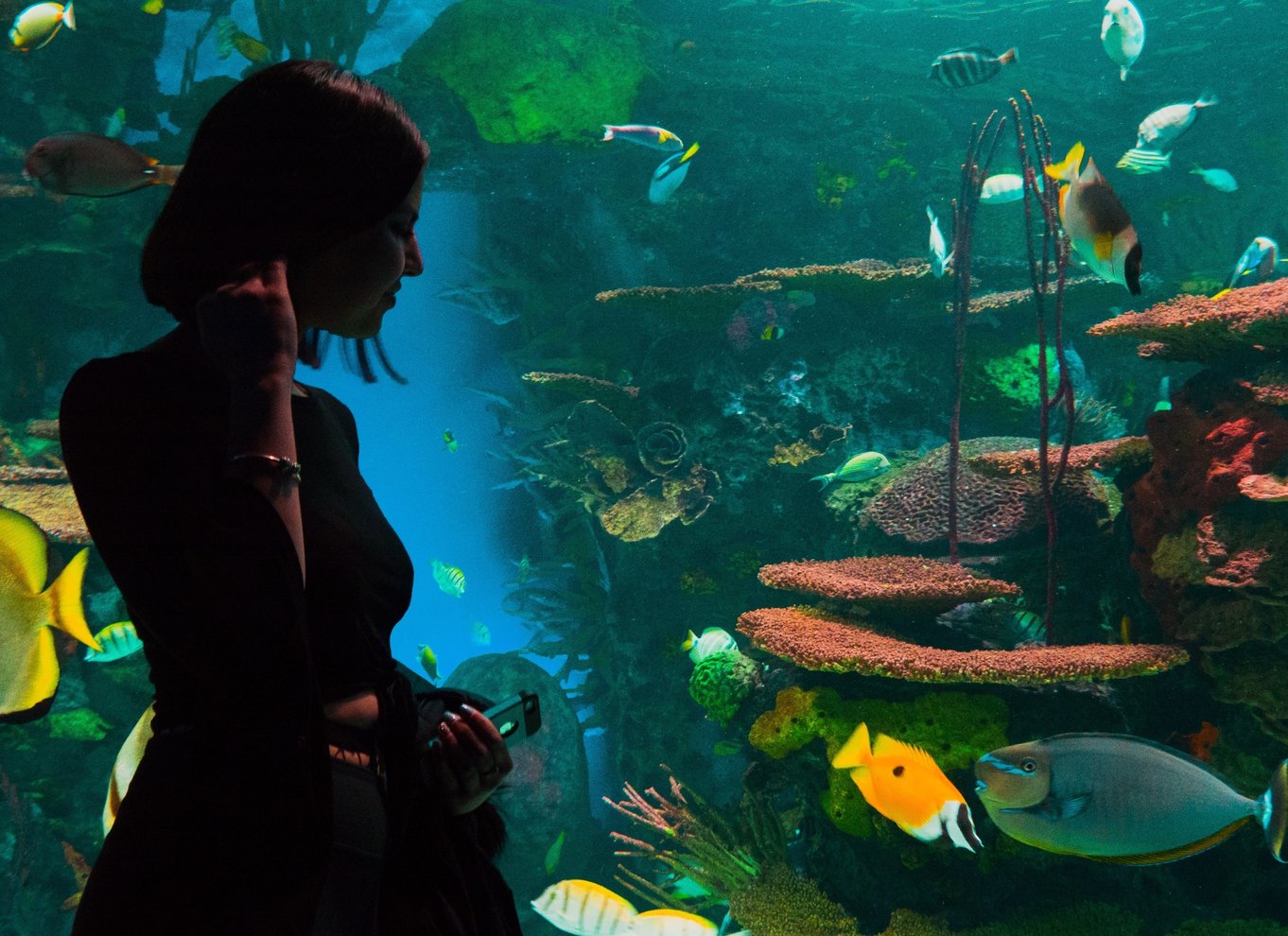 Ripley's Aquarium: Adgang til hajer efter mørkets frembrud (efter kl. 17)