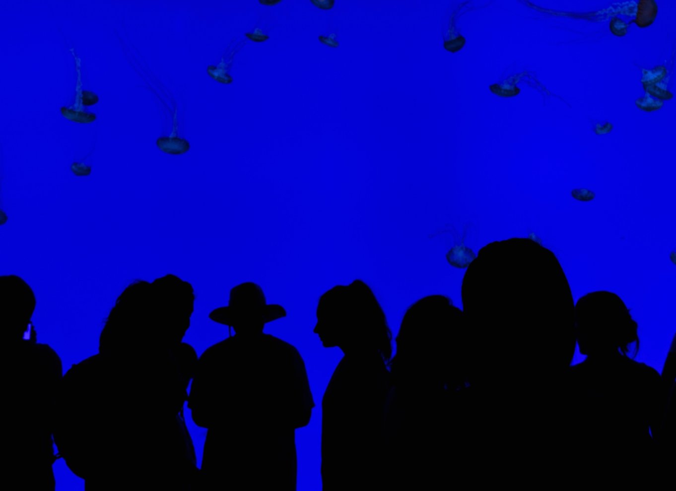 Ripley's Aquarium: Adgang til hajer efter mørkets frembrud (efter kl. 17)