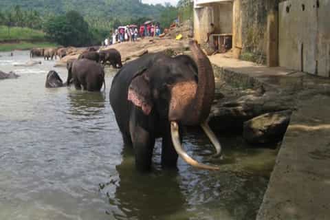 From Colombo: Private 2-Day Sri Lanka Highlights Trip