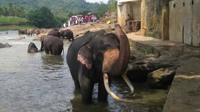 from colombo private 2day sri lanka highlights trip