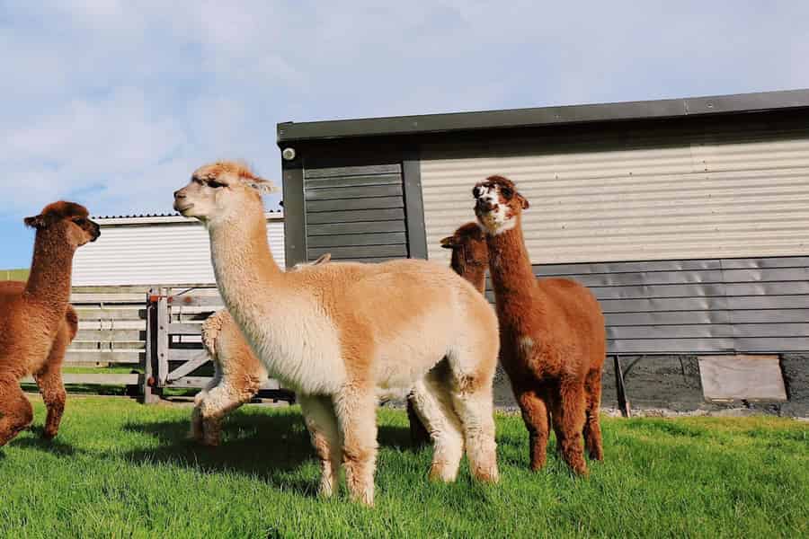 Gardasee: Tour auf einer Honigfarm mit Verkostung und Workshop. Foto: GetYourGuide
