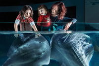 Aquarium of Cattolica Entry Ticket - Housity