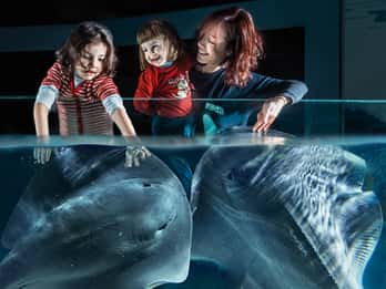 Biglietto d'ingresso all'Acquario di Cattolica