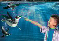 Aquarium of Cattolica Entry Ticket - Housity