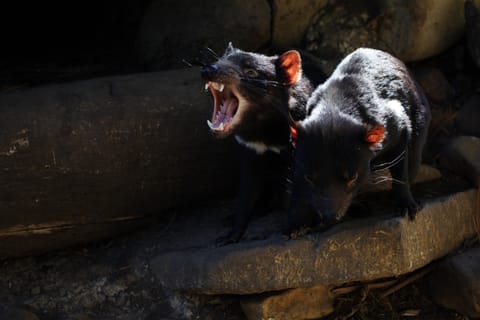 From Hobart: Port Arthur and Tasmanian Devil Unzoo Day Tour