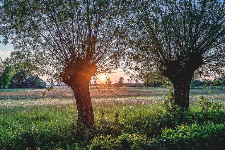 Varsovia: Excursión privada de medio día a Chopin a Zelazowa WolaVarsovia: Tour de medio día en Chopin a Zelazowa Wola