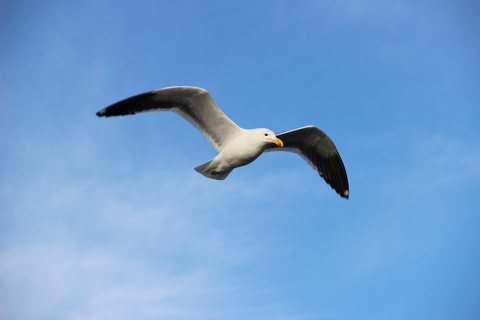 Cape Town: Marine Wildlife Tour z V&A WaterfrontCape Town: Marine Wildlife Tour w zatoce bez transferu