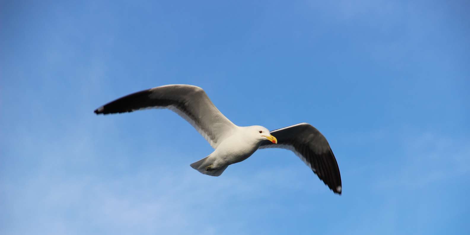section