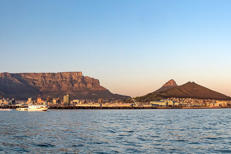 Cape Town: Marine Wildlife Tour from the V&A Waterfront Cape Town: Marine Wildlife Tour in the Bay with Transfer